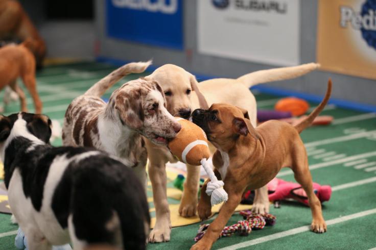 puppy-bowl-game-day-revisited2